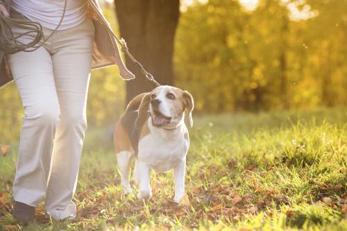 Council awarded gold RSPCA award for work with dogs